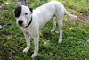 Menchy the Happy Terrier