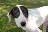 Shake the Happy Hound Blend (VIDEO)