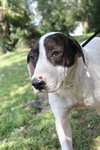 Shake the Happy Hound Blend (VIDEO)