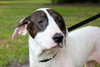 Shake the Happy Hound Blend (VIDEO)