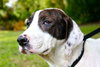 Shake the Happy Hound Blend (VIDEO)