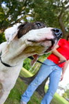 Shake the Happy Hound Blend (VIDEO)