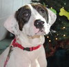 Shake the Happy Hound Blend (VIDEO)
