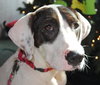 Shake the Happy Hound Blend (VIDEO)