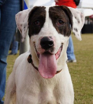 Shake the Happy Hound Blend (VIDEO)