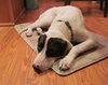 Shake the Happy Hound Blend (VIDEO)