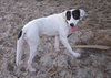 Shake the Happy Hound Blend (VIDEO)
