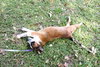 China the St. Bernard Puppy