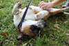 China the St. Bernard Puppy