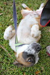 China the St. Bernard Puppy