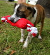 China the St. Bernard Puppy