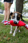 China the St. Bernard Puppy