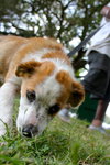 Doll the St. Bernard Puppy