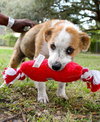 Doll the St. Bernard Puppy