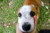 Doll the St. Bernard Puppy