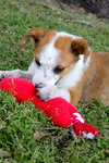Doll the St. Bernard Puppy