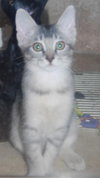 Chowder the Kitten
