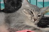 Chowder the Kitten