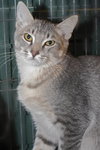 Chowder the Kitten