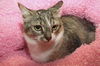 Willow the Amazing Surrogate