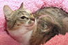 Willow the Amazing Surrogate