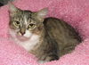 Willow the Amazing Surrogate