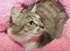 Willow the Amazing Surrogate