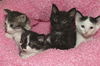 Willow the Amazing Surrogate