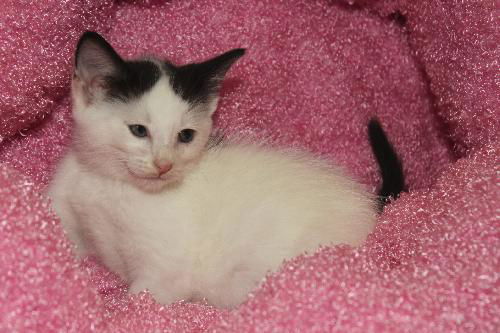 Sprite the Kitten