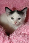 Sprite the Kitten