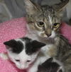Sprite the Kitten