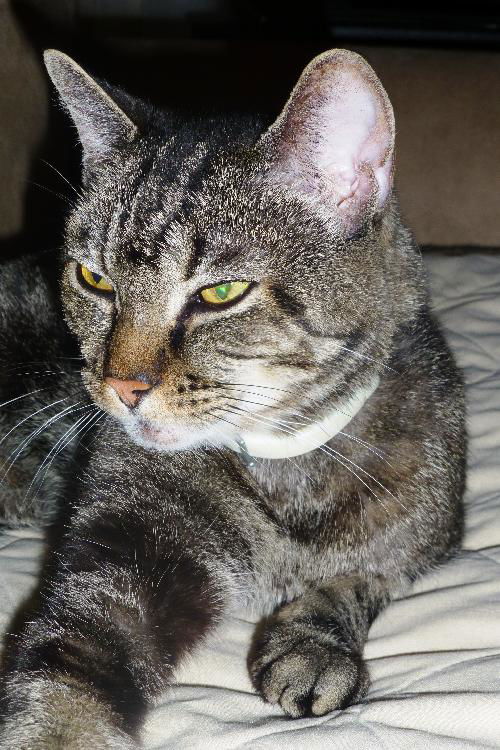 Gracie the Sassy Companion