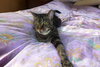 Gracie the Sassy Companion