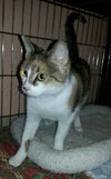Kat the Sweet Torbie