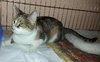 Kat the Sweet Torbie
