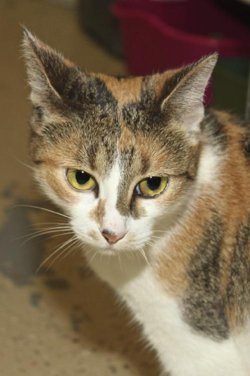 Kat the Sweet Torbie