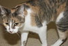 Kat the Sweet Torbie