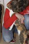 Kat the Sweet Torbie