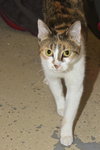 Kat the Sweet Torbie