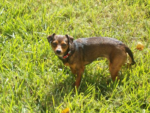 Kes the Sweet Dachshund Blend