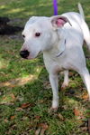 Harvey the Big Jack