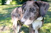 Freedom the Catahoula Puppy