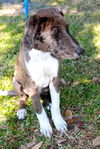 Freedom the Catahoula Puppy