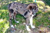 Freedom the Catahoula Puppy