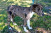 Freedom the Catahoula Puppy