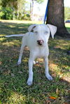 Justice the Catahoula Puppy