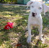 Justice the Catahoula Puppy