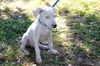 Justice the Catahoula Puppy