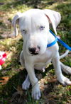 Justice the Catahoula Puppy