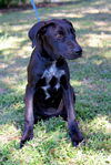 Liberty the Catahoula Puppy